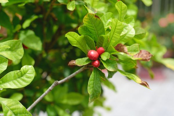 Benefits of Miracle Leaf for Arthritis