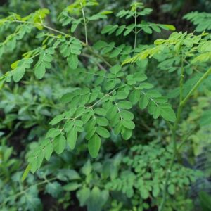 Moringa Leaves rich in vitamins and minerals