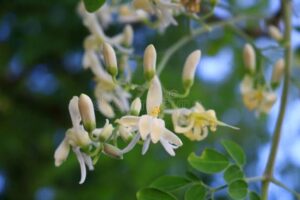 Moringa Flowers with antioxidant properties