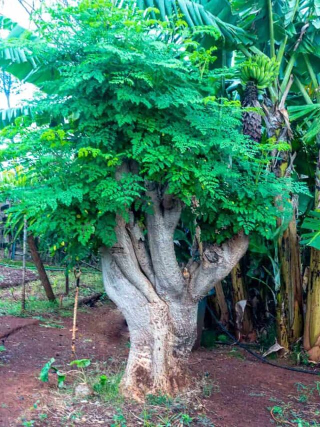 12 Amazing Benefits of Moringa: A Simple Guide to Better Health