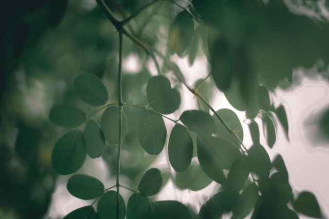 Moringa leaf benefits for hair growth